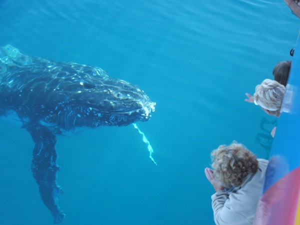 Whalewatching aboard Spirit of Hervey Bay